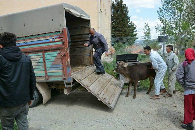 Hisarcık’ta Genç Çiftçilere Düve Dağıtımı