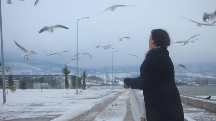 Martıların G&ouml;l Sahilinde &ldquo;ekmek&rdquo; Kapma M&uuml;cadelesi