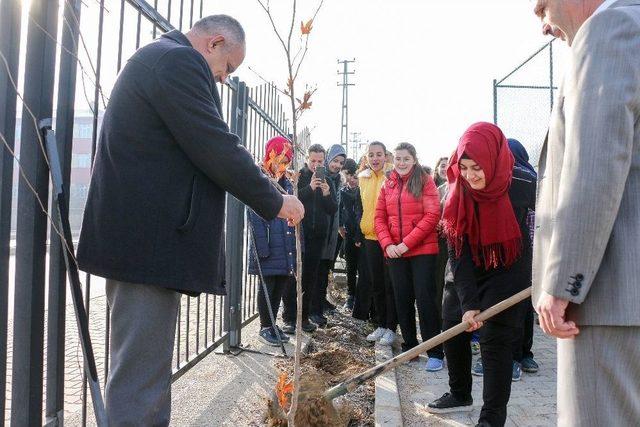 Yahyalı’da “ecdad Mirası Çınarlar” Toprakla Buluşuyor