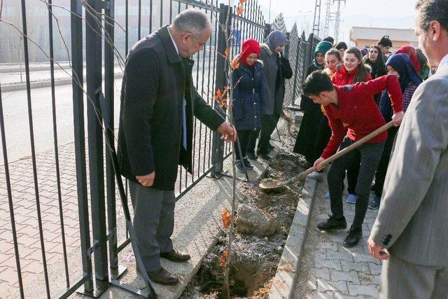 Yahyalı’da “ecdad Mirası Çınarlar” Toprakla Buluşuyor