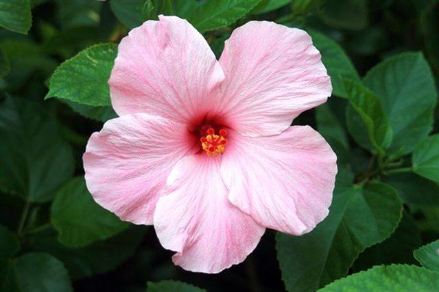 Pink-Hibiscus-Wild-Flower