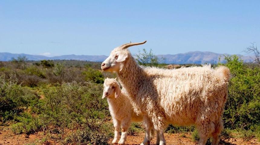 Ankara B&uuml;y&uuml;kşehir Belediyesi Yok Olma Tehlikesi İ&ccedil;indeki T&uuml;rlerin &Uuml;retimini Artıracak