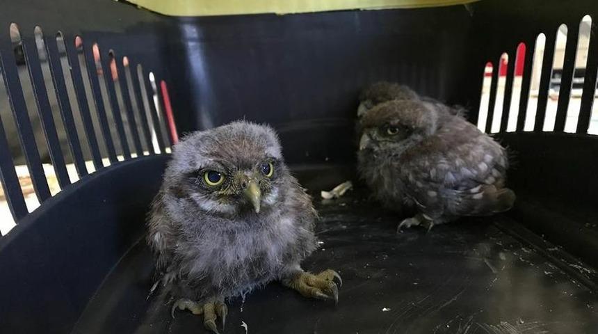 Yavru Baykuşlar Tedavi İ&ccedil;in İstanbul&rsquo;a G&ouml;nderildi