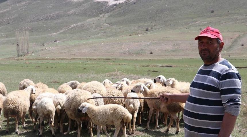 &Ccedil;obanlar Fiyat Arttırınca, Kendi S&uuml;r&uuml;s&uuml;ne &Ccedil;oban Oldu