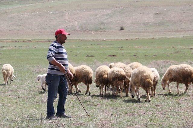 Çobanlar Fiyat Arttırınca, Kendi Sürüsüne Çoban Oldu