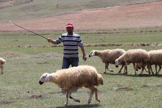 Çobanlar Fiyat Arttırınca, Kendi Sürüsüne Çoban Oldu