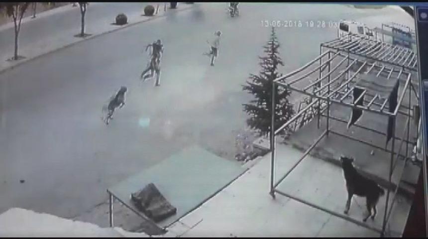 K&ouml;pekten Ka&ccedil;an &Ccedil;ocuğa Otomobil &Ccedil;arptı