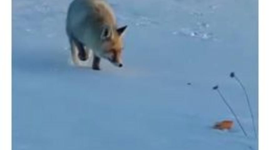 Kedi Besler Gibi Tilki Besledi