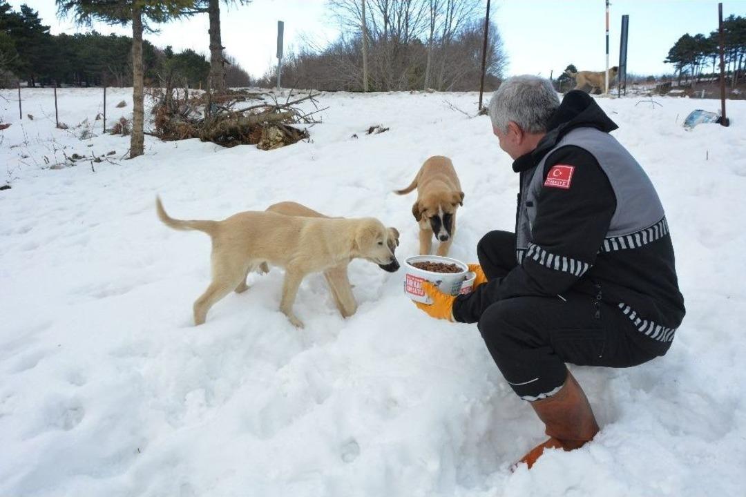 (&ouml;zel Haber) Karda A&ccedil; Kalan Sokak Hayvanlarına Şefkat Eli
