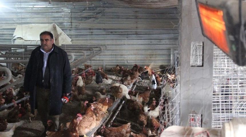 Soğuktan Verimi D&uuml;şen Tavukları Elektrikli Isıtıcıyla Isıtıyor