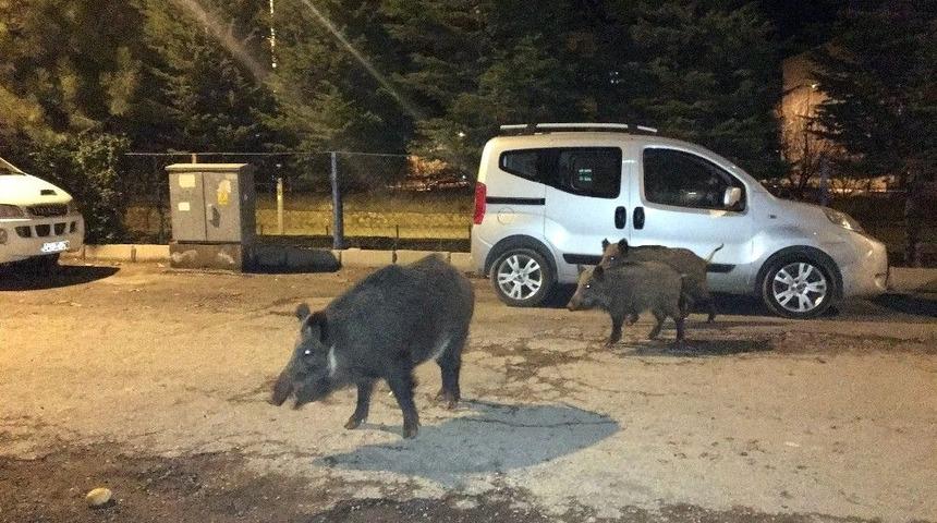 Tunceli&rsquo;de Yaban Domuzları, Şehre İnmeyi Alışkanlık Haline Getirdi