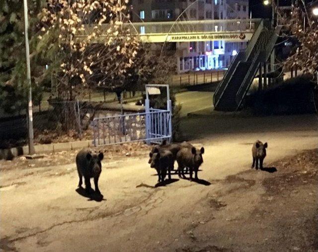 Tunceli’de Yaban Domuzları, Şehre İnmeyi Alışkanlık Haline Getirdi