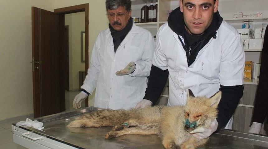 Yaralı Tilki Tedavi Altına Alındı