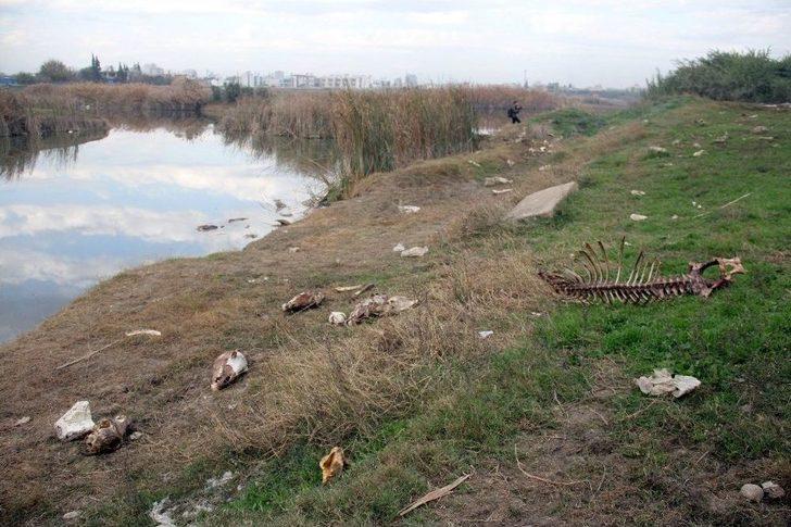 Adana’da Yüzlerce At Ve Eşek Kafası İle Kemikleri Bulundu G2