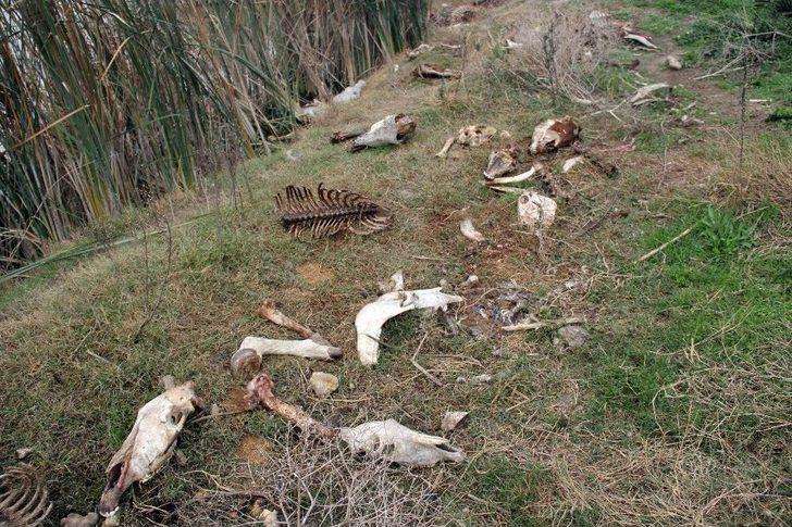 Adana’da Yüzlerce At Ve Eşek Kafası İle Kemikleri Bulundu G4