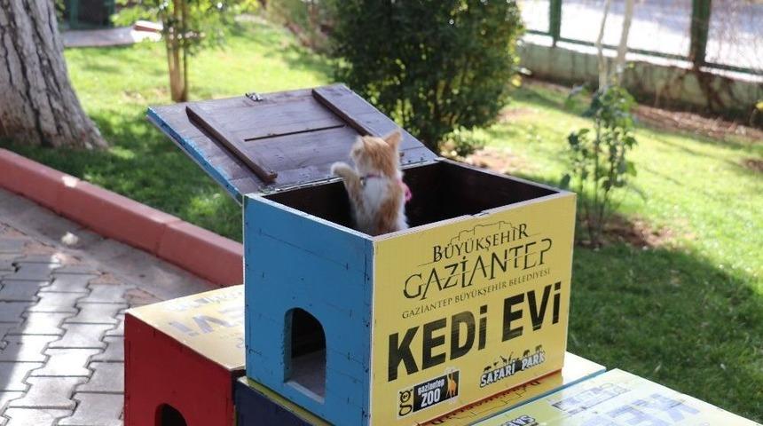 (&ouml;zel) Oy Sandıkları Sahipsiz Kedilere Yuva Oldu