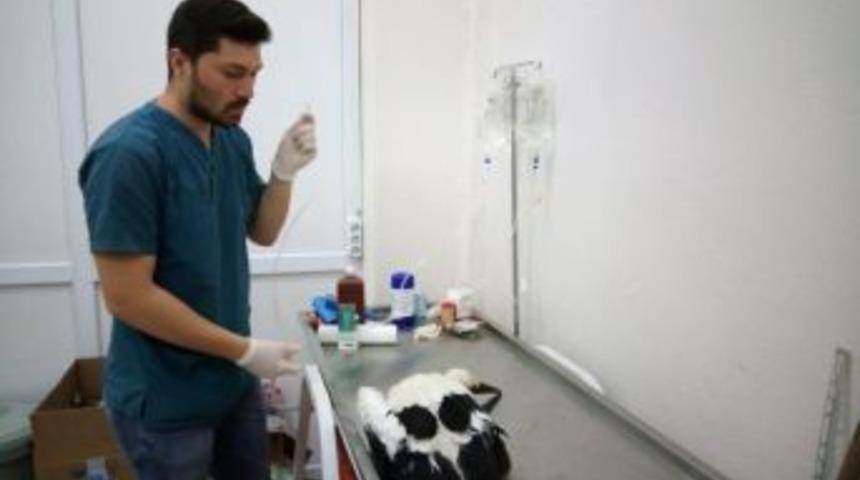 Yemeğe &Ccedil;alıştığı Yılan, Yavru Leyleğin Boğazında Kaldı