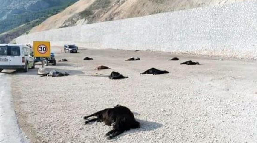 Karaman&rsquo;da Katkı Maddesi İ&ccedil;en 22 K&uuml;&ccedil;&uuml;kbaş Hayvan Telef Oldu