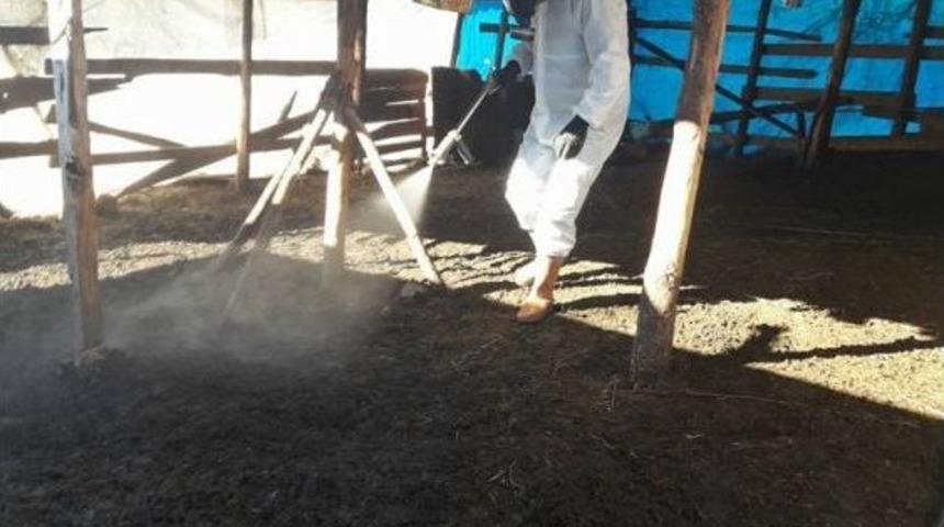 Manisa&rsquo;da K&uuml;&ccedil;&uuml;k Baş Hayvan Barınaklarına İla&ccedil;lama