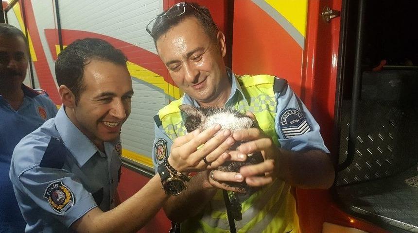 Yaramaz Kedi Polis Ve İtfaiyeye Ecel Terleri D&ouml;kt&uuml;rd&uuml;