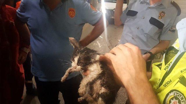 Yaramaz Kedi Polis Ve İtfaiyeye Ecel Terleri Döktürdü