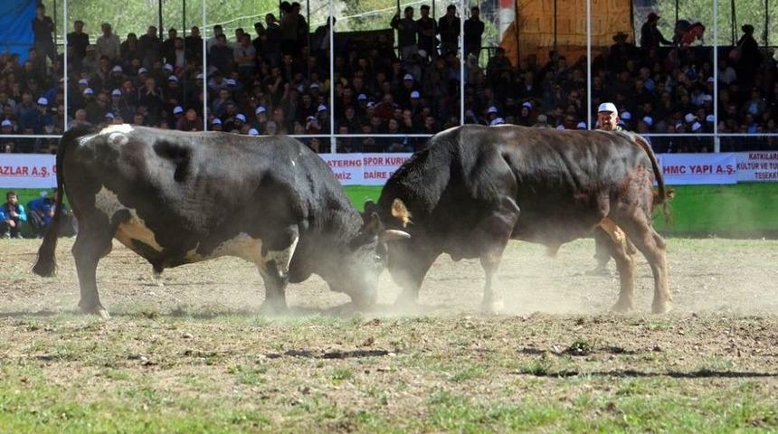 Artvin&rsquo;de &ldquo;derekapı Boğa G&uuml;reşleri&rdquo; Kıyasıya M&uuml;cadelelere Sahne Oldu