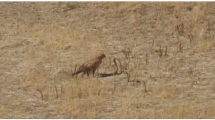 Kartal Et, Yılan Can Derdinde