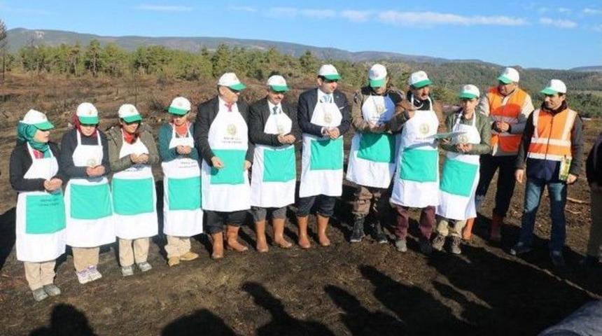 G&ouml;yn&uuml;k&rsquo;te Yanan Ormanlık Alana Yeni Tohumlar Ekildi