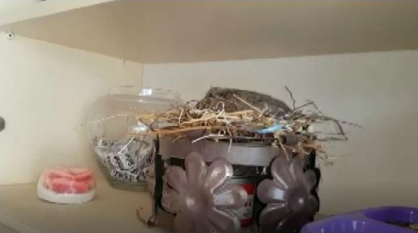 Kumrunun Kedilerle Dolu Evde Yuva Yaptığı Yer Şaşırttı