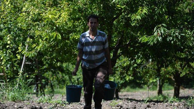 (özel Haber) Bursa’nın Dağ Kirazı 8 Liradan İhracatı Bekliyor