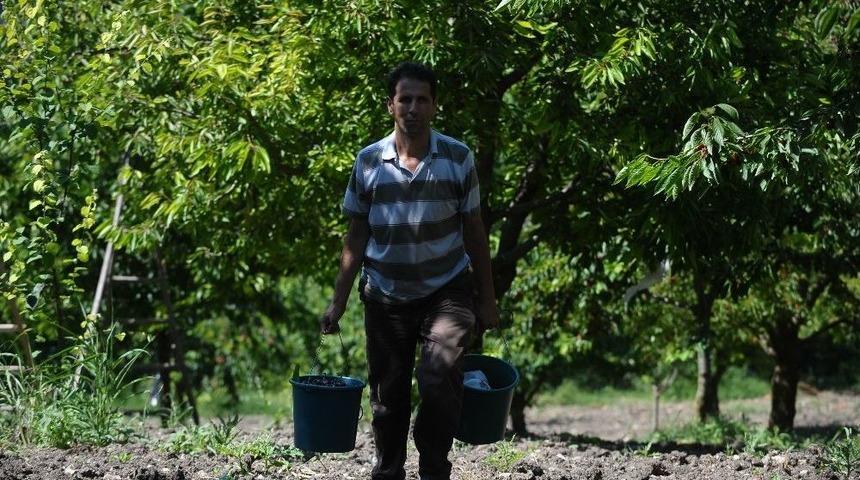 (&ouml;zel Haber) Bursa&rsquo;nın Dağ Kirazı 8 Liradan İhracatı Bekliyor