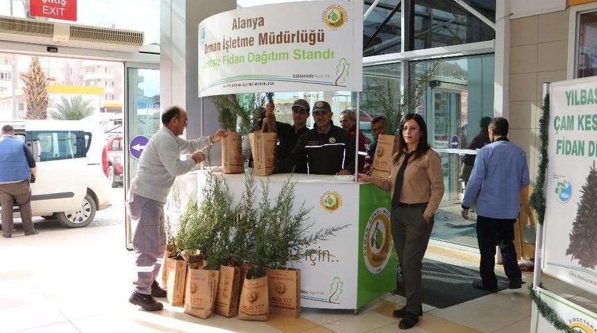 Alanya’da 2 Bin Adet Ücretsiz Çam Fidanı Dağıtıldı