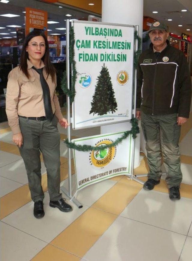 Alanya’da 2 Bin Adet Ücretsiz Çam Fidanı Dağıtıldı