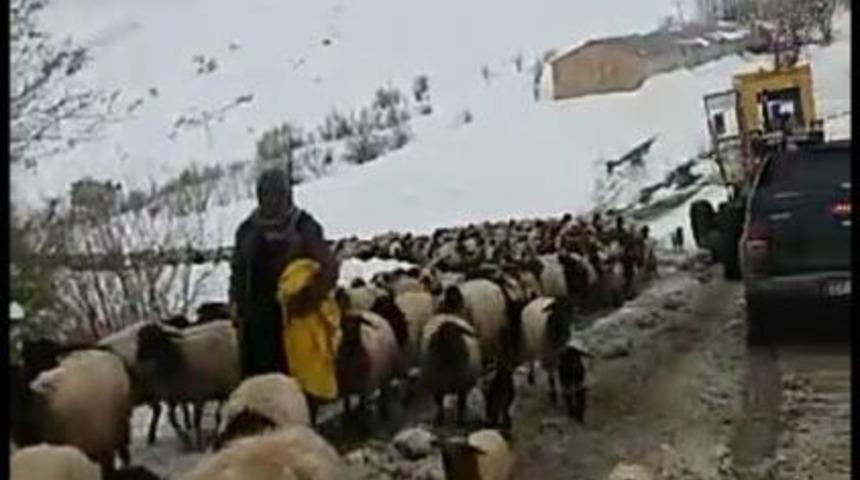 Dağda Mahsur Kalan 8 &Ccedil;oban Ve 2 Bin Koyun Kurtarıldı