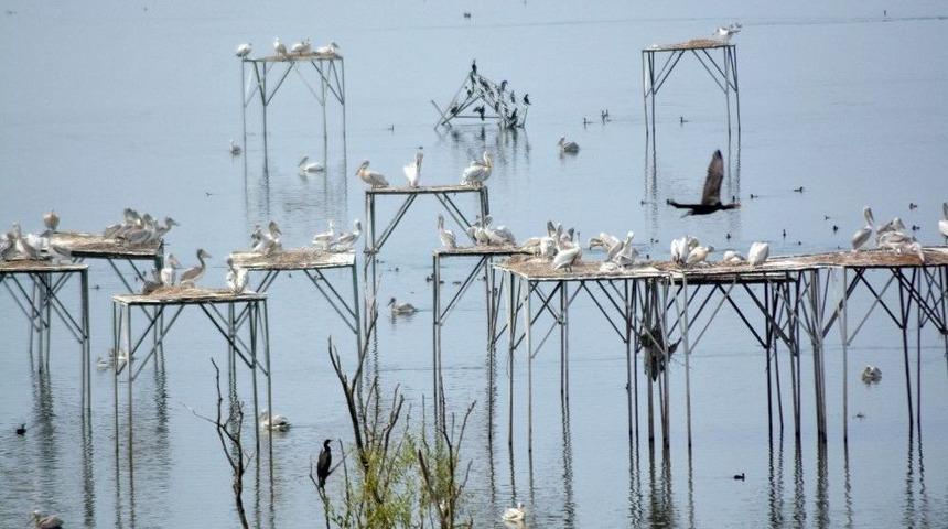 (özel Haber) 300’den Fazla Pelikan Bir Araya Geldi
