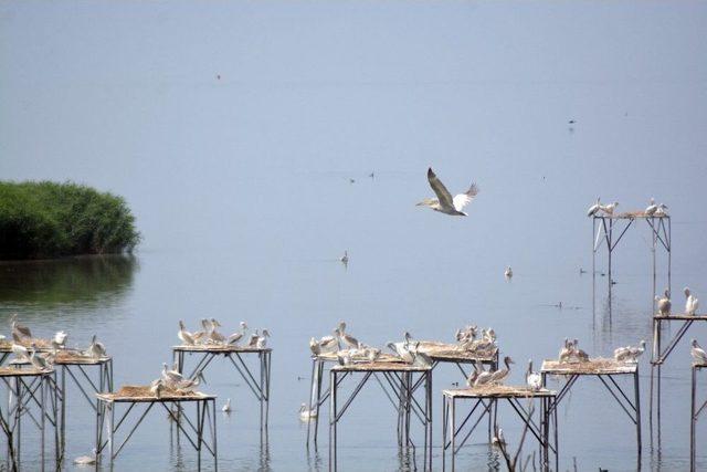 (özel Haber) 300’den Fazla Pelikan Bir Araya Geldi