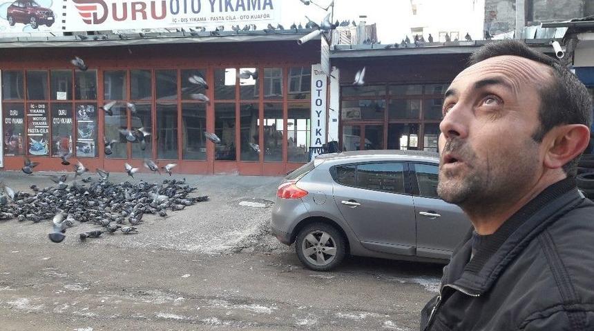 Karslı Esnaf Her Sabah Y&uuml;zlerce G&uuml;vercini Doyuruyor