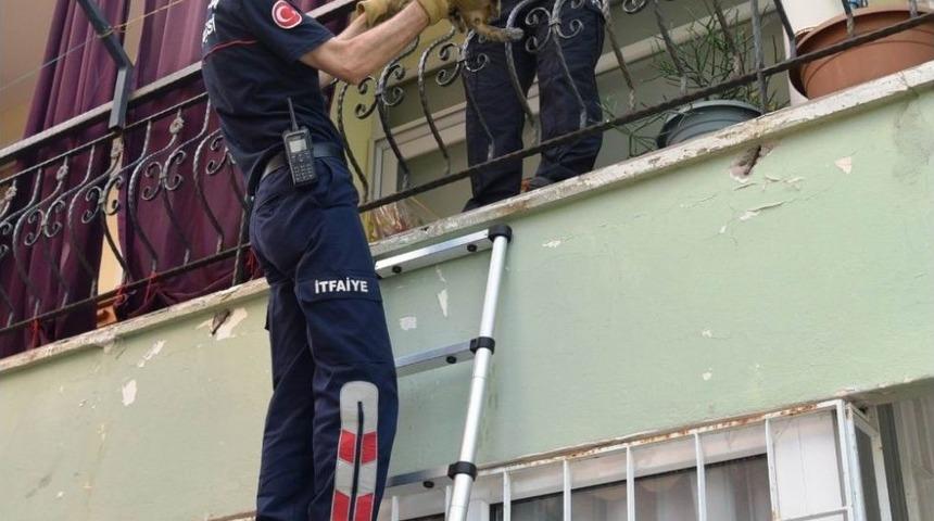 Girdikleri Balkonda 2 G&uuml;n Mahsur Kalan Yavru Kedileri İtfaiye Kurtardı