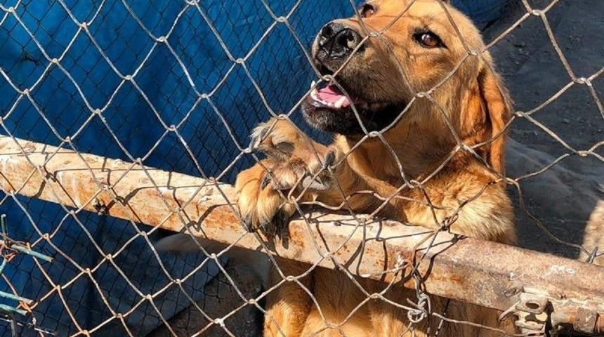 Ramazan Bayramında Sahipsiz Hayvanlar İ&ccedil;in "ziyaret Edin" &Ccedil;ağrısı