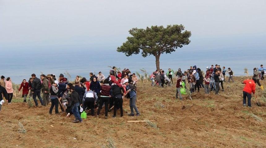 Hatay’da Köylüye Destek İçin 8 Bin Zeytin Fidanı Dikildi