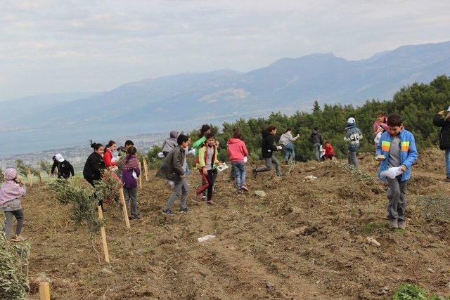 Hatay’da Köylüye Destek İçin 8 Bin Zeytin Fidanı Dikildi