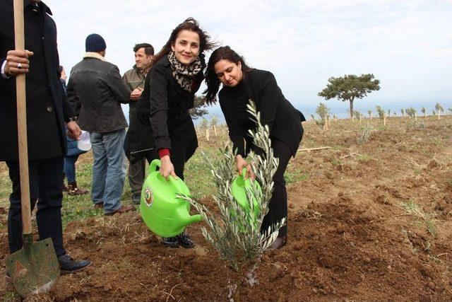 Hatay’da Köylüye Destek İçin 8 Bin Zeytin Fidanı Dikildi