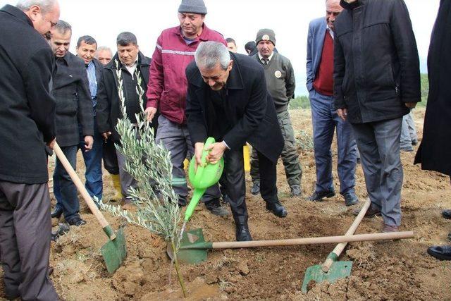 Hatay’da Köylüye Destek İçin 8 Bin Zeytin Fidanı Dikildi