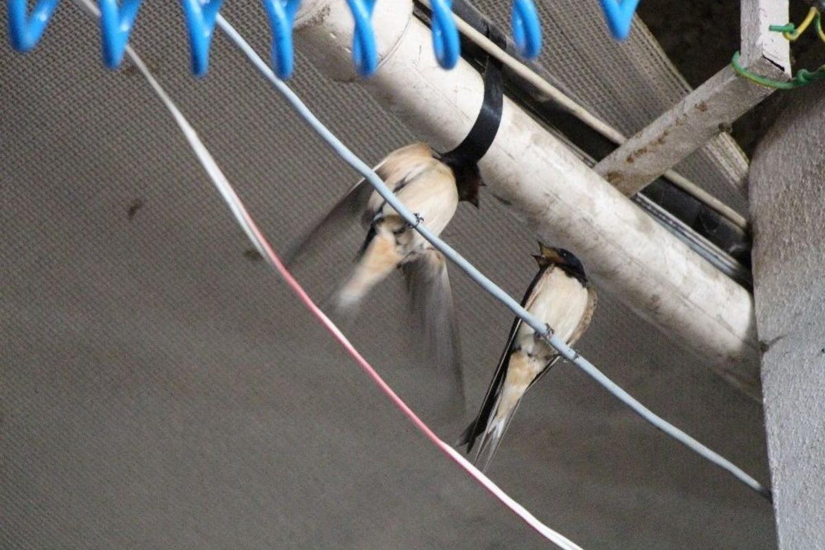 Fabrikaya 100&rsquo;den Fazla Kırlangı&ccedil; Yuva Yaptı