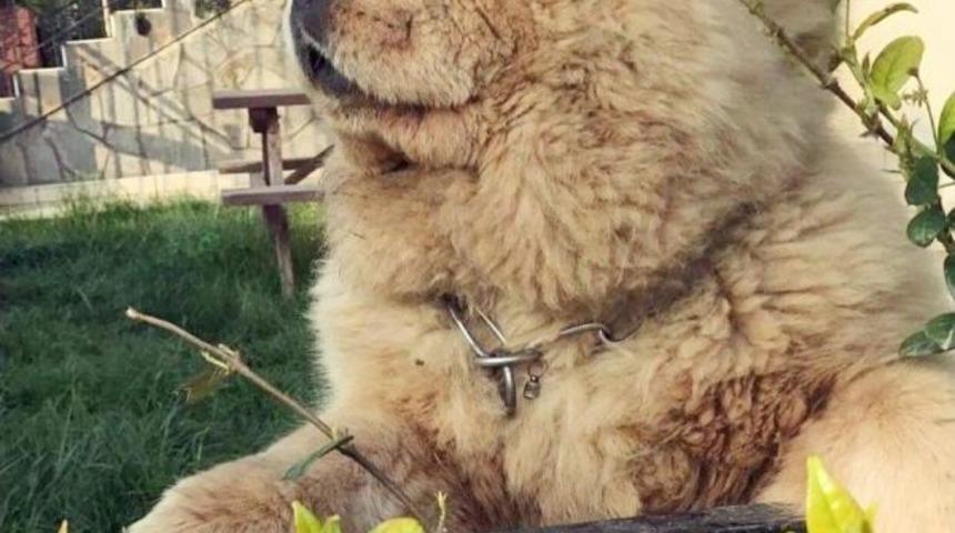 Herk&uuml;l&rsquo;&uuml; &Ouml;nce Sevip Sonra &Ccedil;aldılar