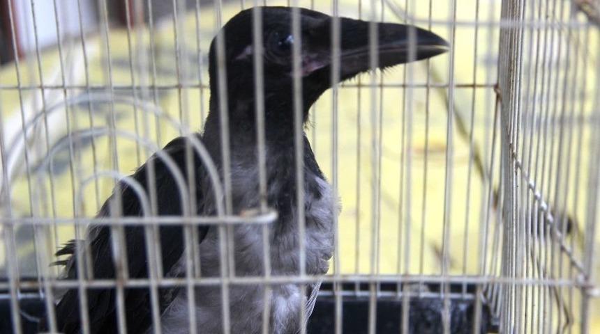 Kaşıktan Yemek Yiyen Karga G&ouml;renleri Şaşkına &Ccedil;evirdi