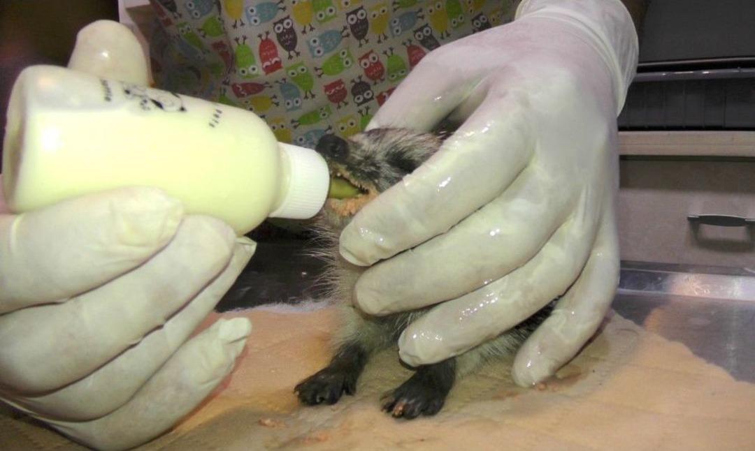 Antalya&rsquo;da Yaralı Kirpiye Gazeteci Yardımı