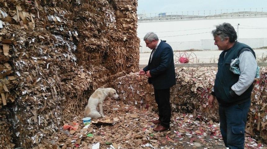 Kazada Yaralanan K&ouml;peğe B&uuml;y&uuml;kşehir Sahip &Ccedil;ıktı