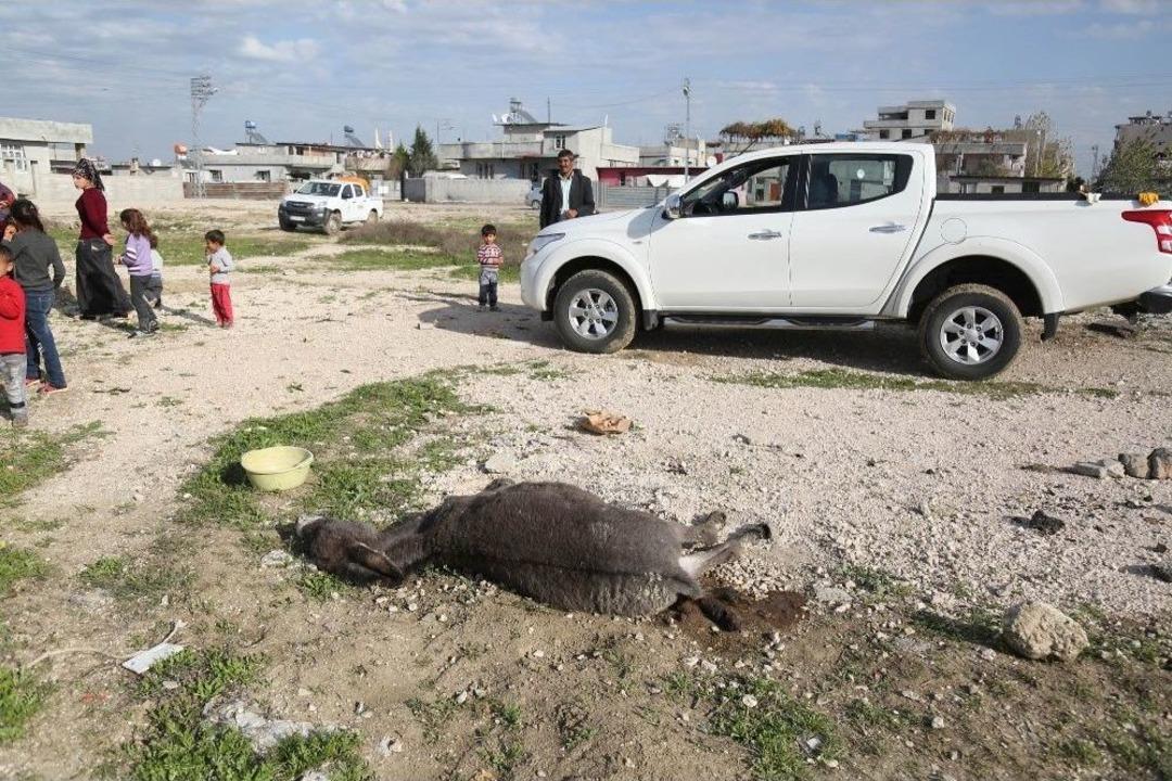 Bitkin Halde Bulunan Eşek Kesilmekten Kurtarıldı