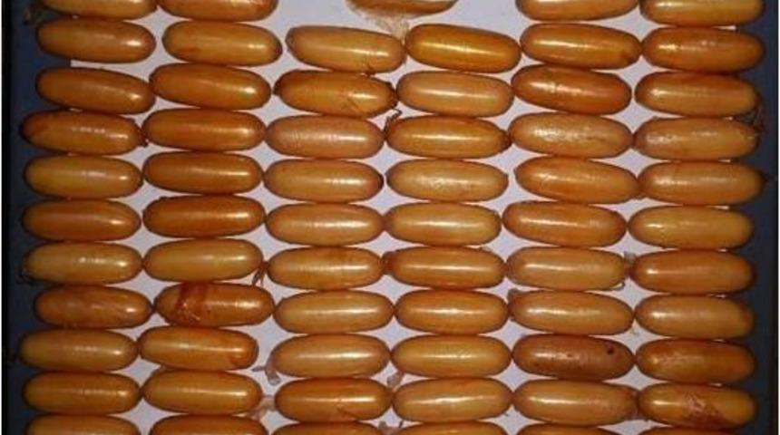 Atat&uuml;rk Havalimanı&rsquo;nda Durumundan Ş&uuml;phelinin Şahsın Midesinde Bin 100 Gram Kokain &Ccedil;ıktı